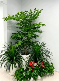 北仑花木租摆图片-奉化花木租赁方案设计-鄞州绿植租赁公司-慈溪绿化养护指南